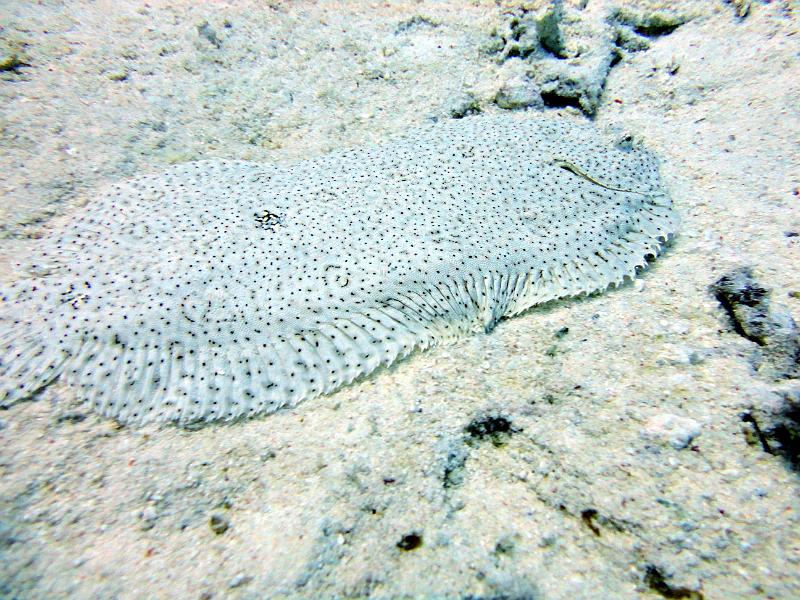 Sole de moise.jpg